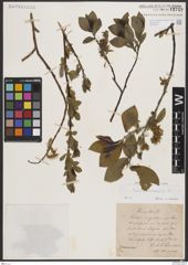 Foto von Salix borealis Fr.